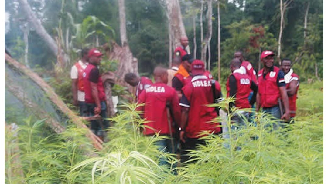 Masu Zargin Safarar Miyagun Kwayoyi Sun Kai Hari Kan Jami’an NDLEA da Sojoji a Lokacin Samame a Edo