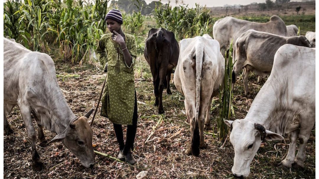 Rikicin Manoma da Makiyaya a Bauchi Ya Haifar da Mutuwar Mutum Daya, An Kama Biyar