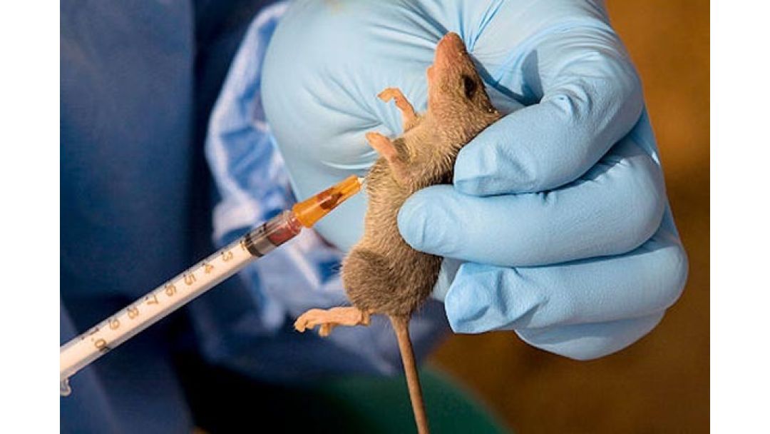 Featured image: Oyo Jẹ́rìí Ọ̀ràn Lassa Fever, Ijọba Ṣí Ìlànà Ìdáhùn Pajawiri
