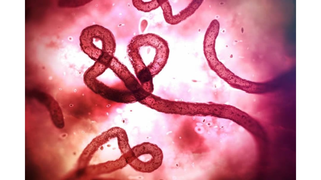 Featured image: Nigeria Tightens Surveillance as Ebola Kills 80 in Congo