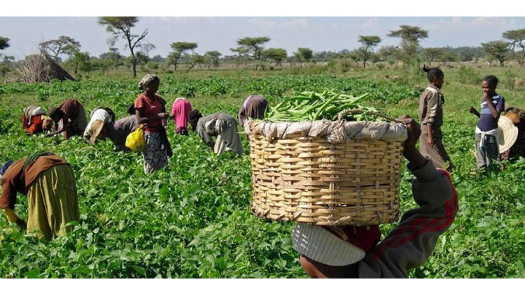 Featured image: Àwọn àgbẹ̀ ní FCT ń kẹ́dùn lórí ìjùbà owó tàkì